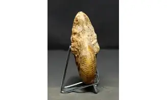 Strigoceras septicarinatum