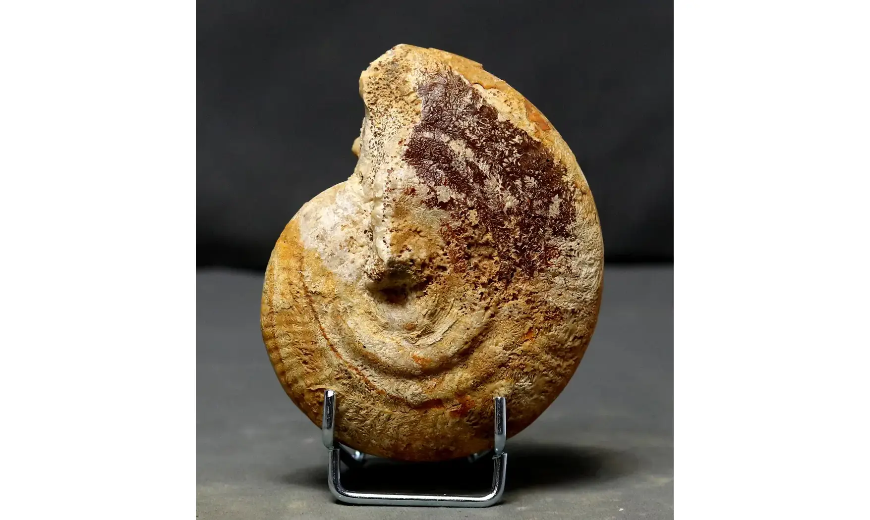 Strigoceras septicarinatum