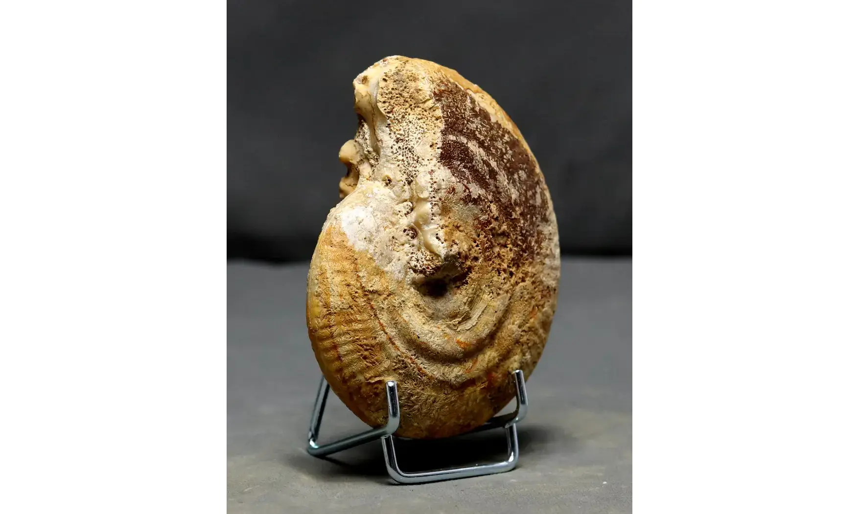 Strigoceras septicarinatum
