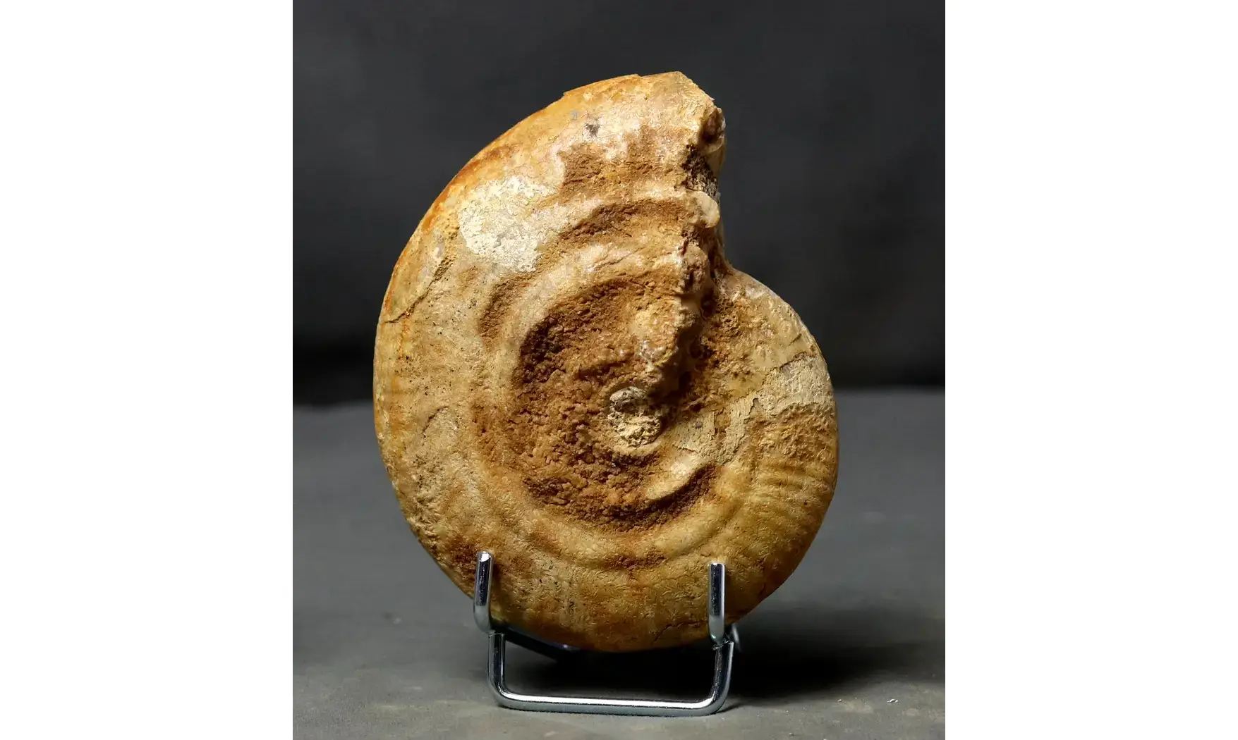 Strigoceras septicarinatum