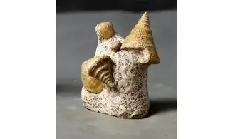Pyrgotrochus elongatus et faune associée