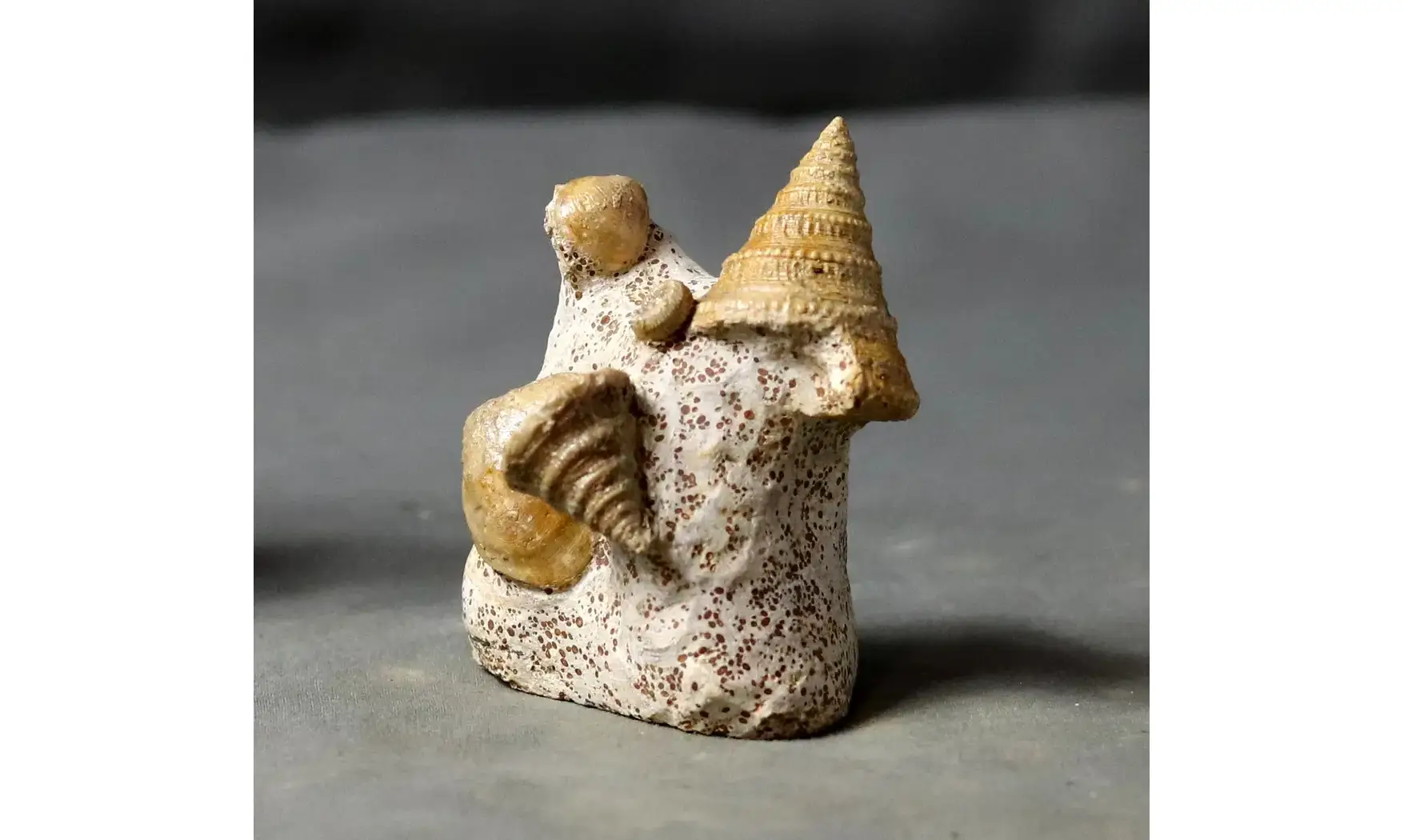 Pyrgotrochus elongatus et faune associée