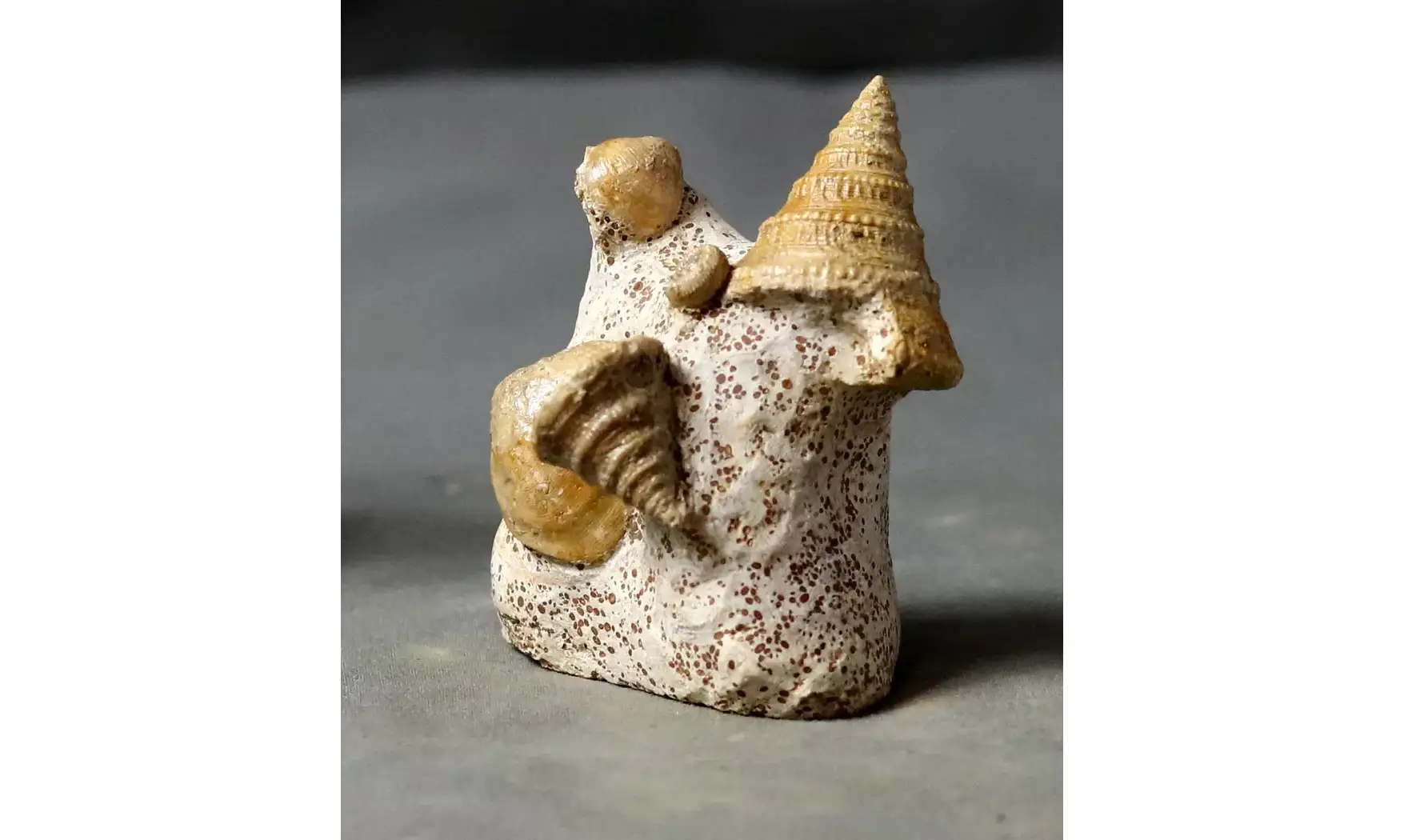 Pyrgotrochus elongatus et faune associée