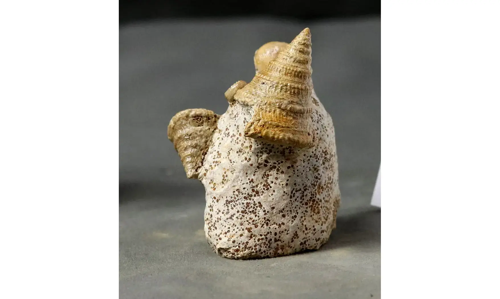 Pyrgotrochus elongatus et faune associée