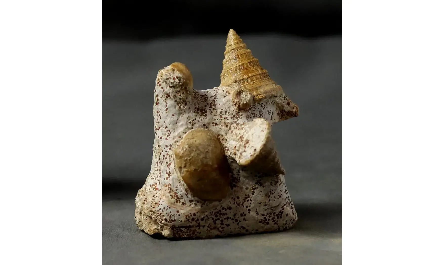 Pyrgotrochus elongatus et faune associée