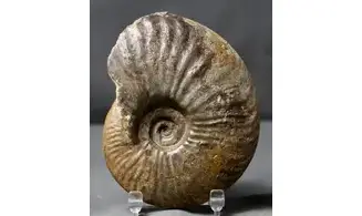 Oxynoticeras oxynotum