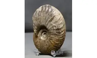 Oxynoticeras oxynotum