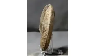 Oxynoticeras oxynotum