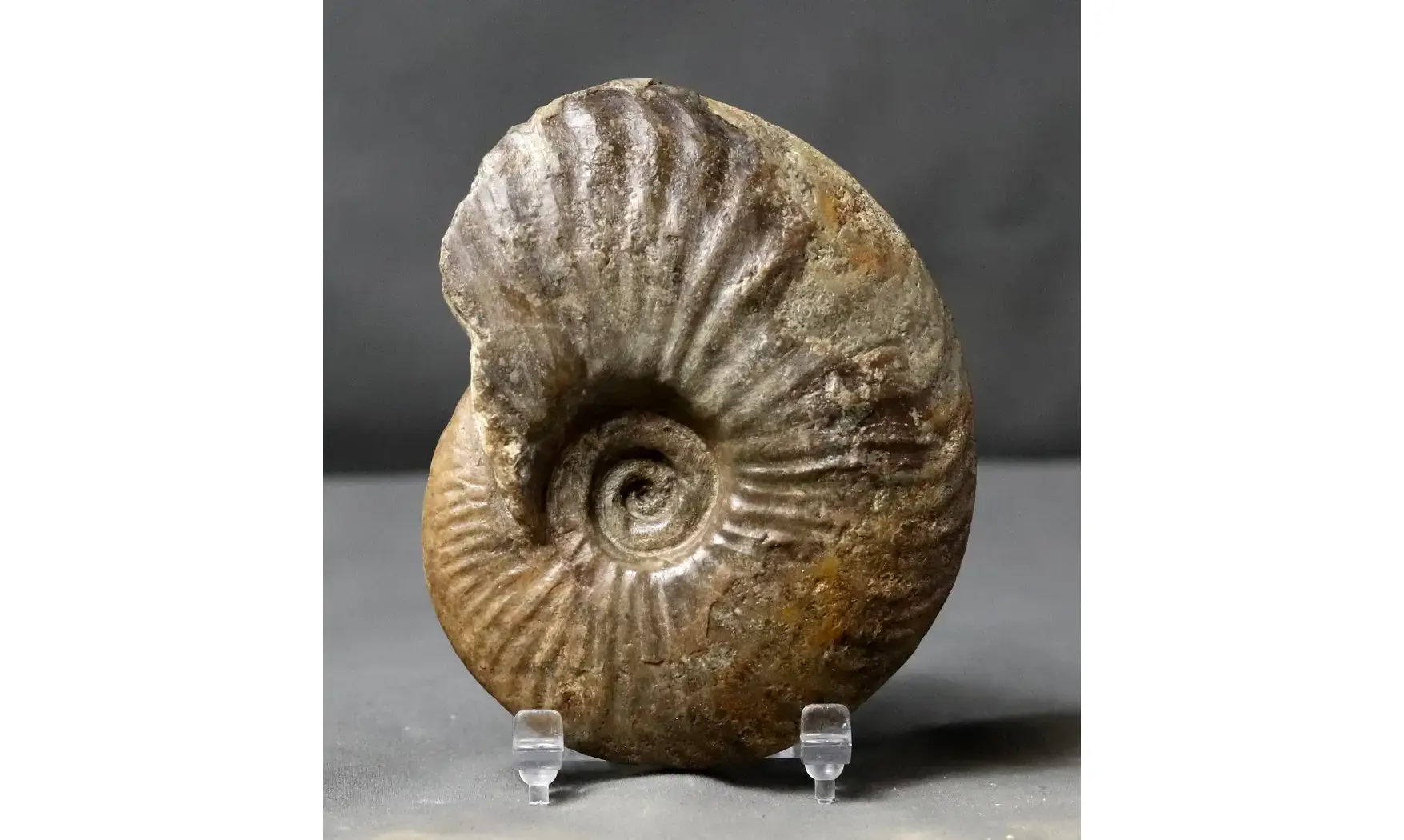 Oxynoticeras oxynotum
