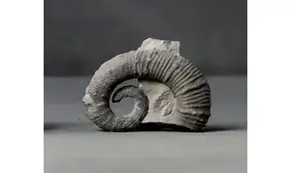 Acrioceras sp