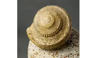 Pleurotomaria plicopunctata