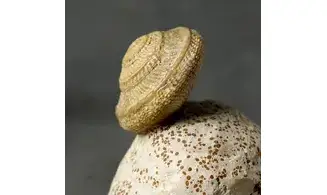 Pleurotomaria plicopunctata