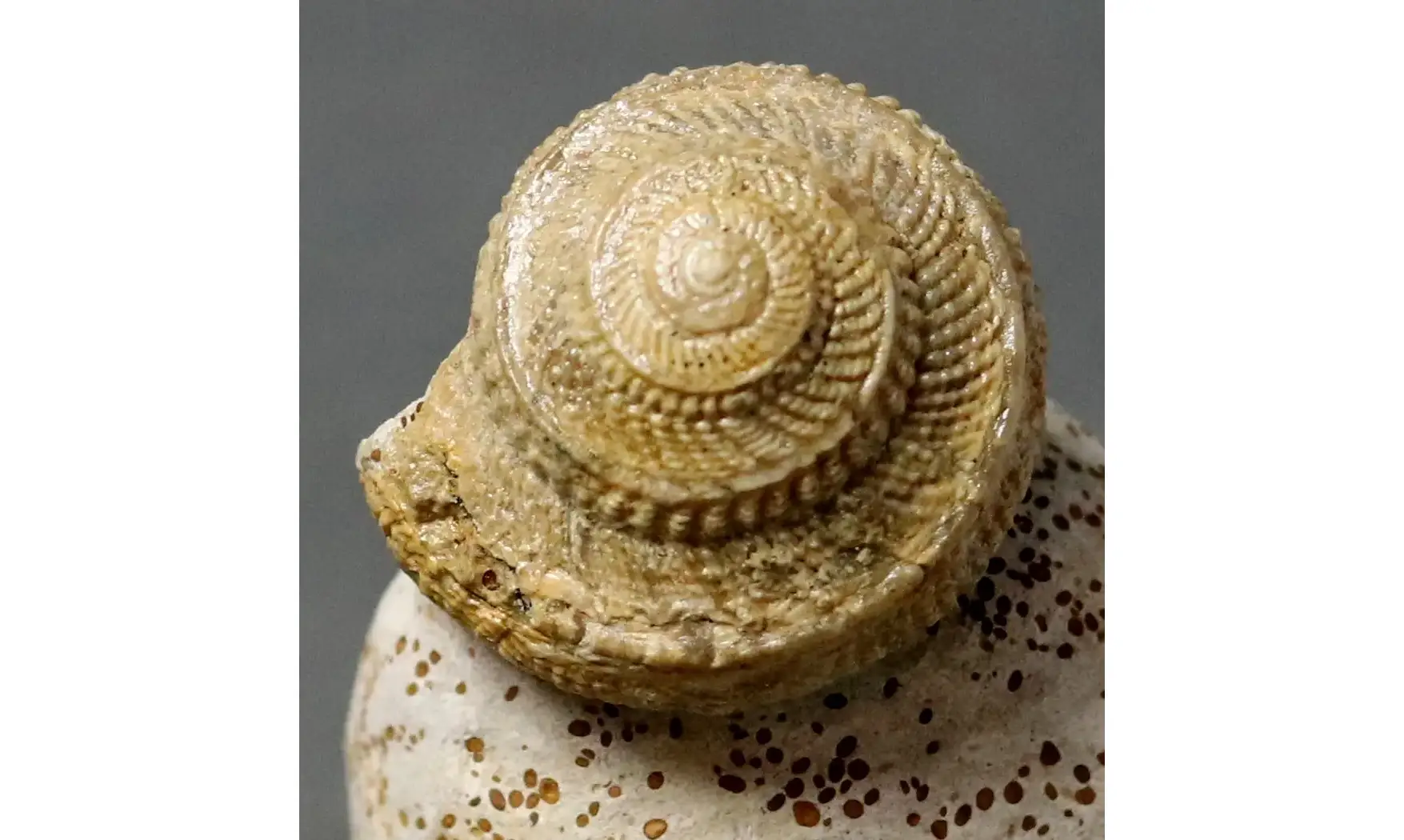 Pleurotomaria plicopunctata