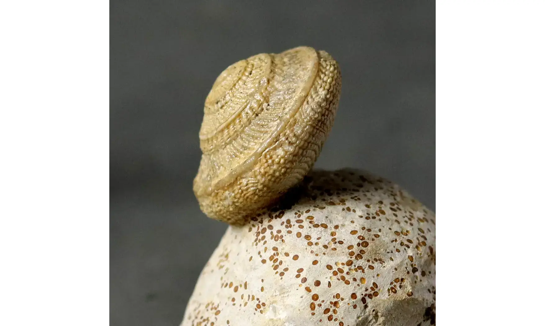 Pleurotomaria plicopunctata