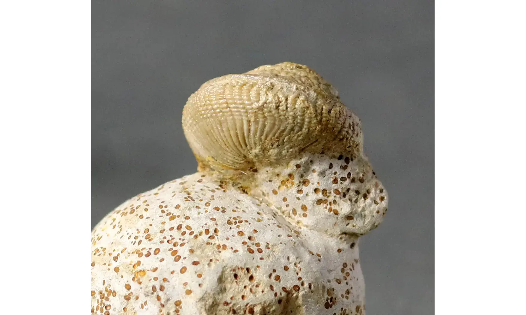 Pleurotomaria plicopunctata