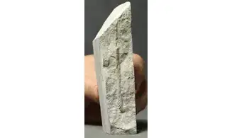 Sciponoceras baculoides