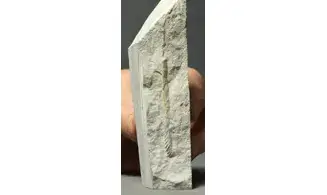 Sciponoceras baculoides