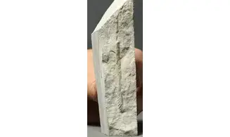 Sciponoceras baculoides