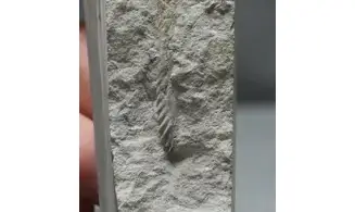 Sciponoceras baculoides