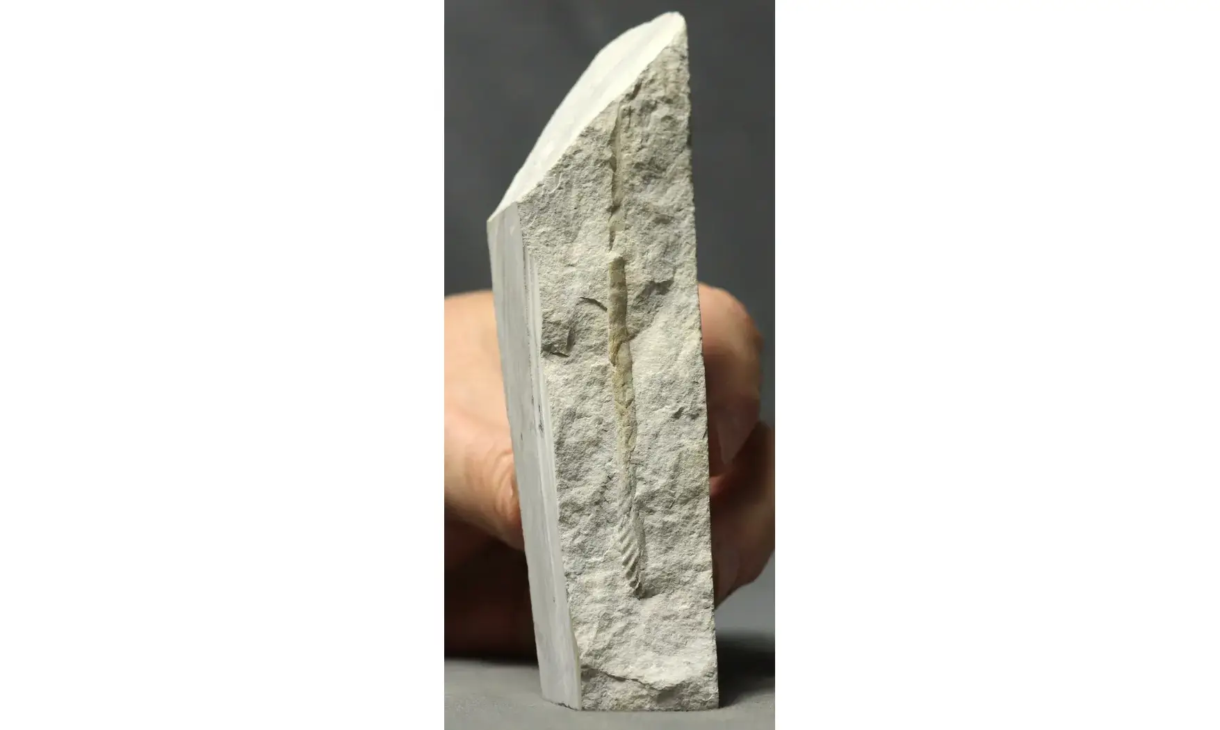 Sciponoceras baculoides