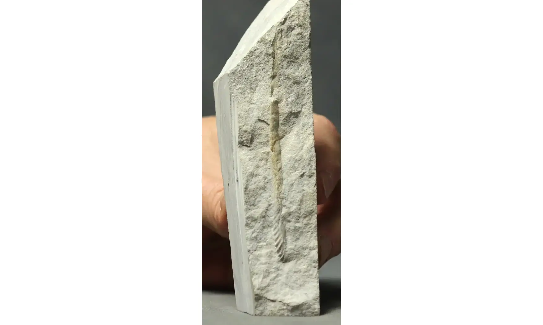 Sciponoceras baculoides