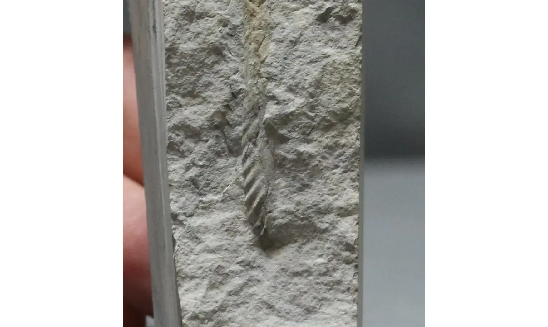 Sciponoceras baculoides