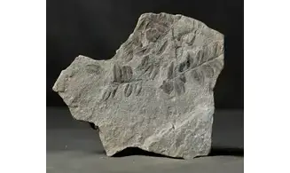 Sphenozamites rochei