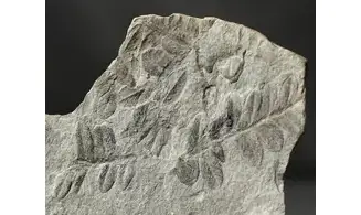 Sphenozamites rochei