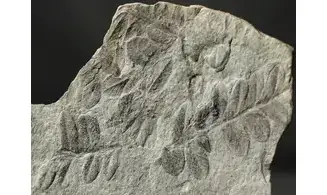 Sphenozamites rochei