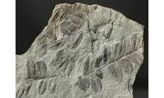 Sphenozamites rochei