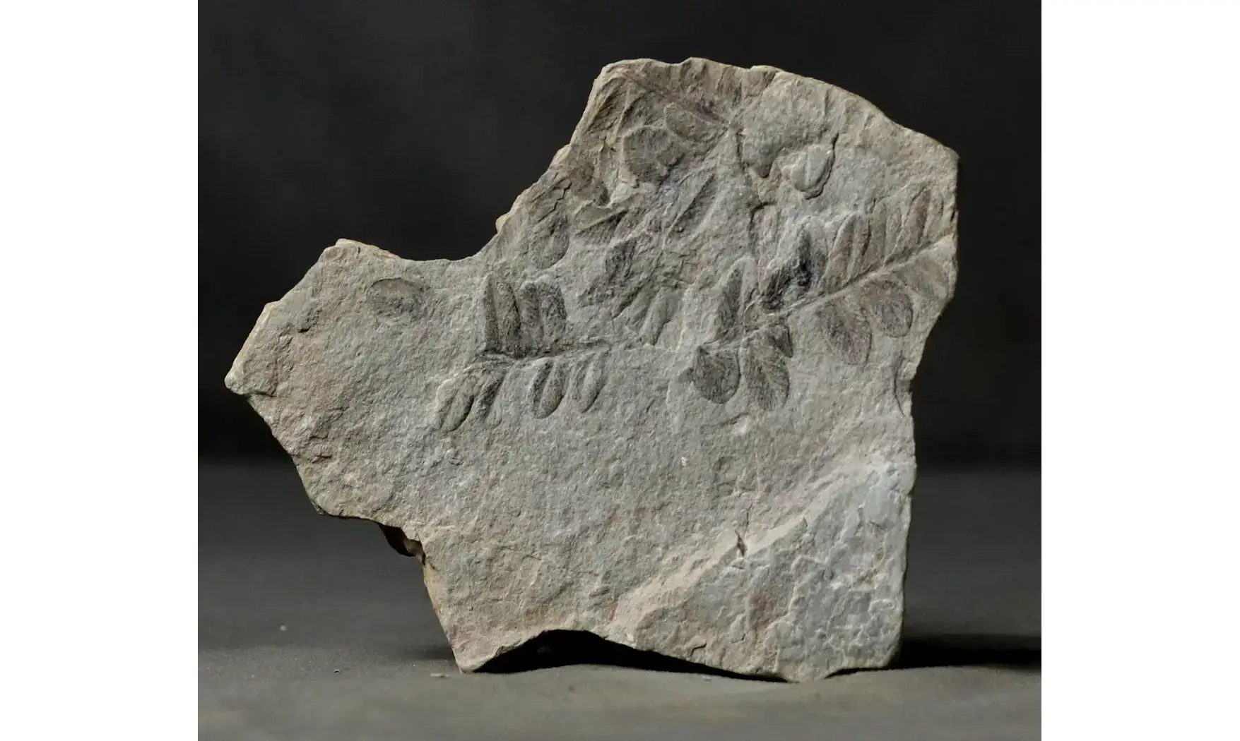 Sphenozamites rochei