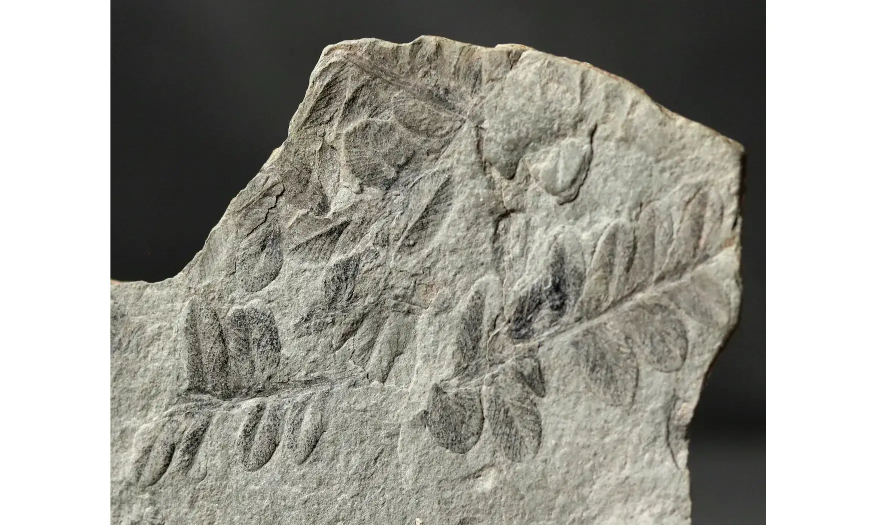 Sphenozamites rochei