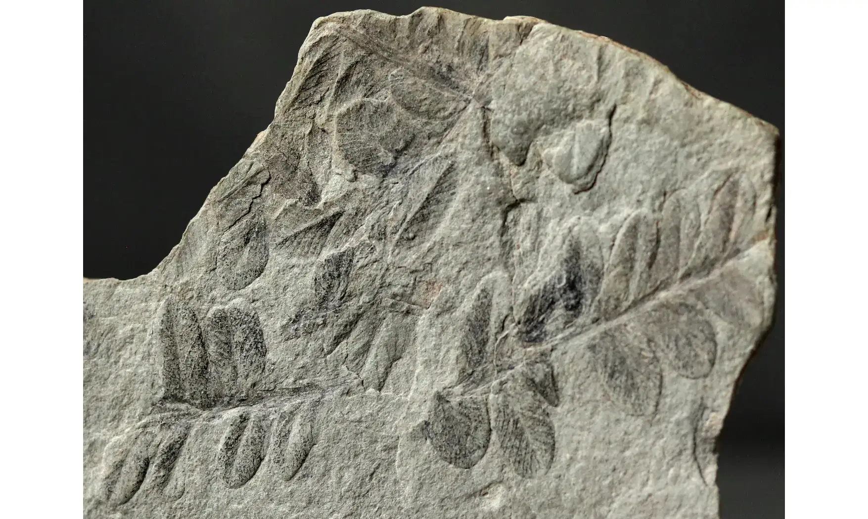 Sphenozamites rochei