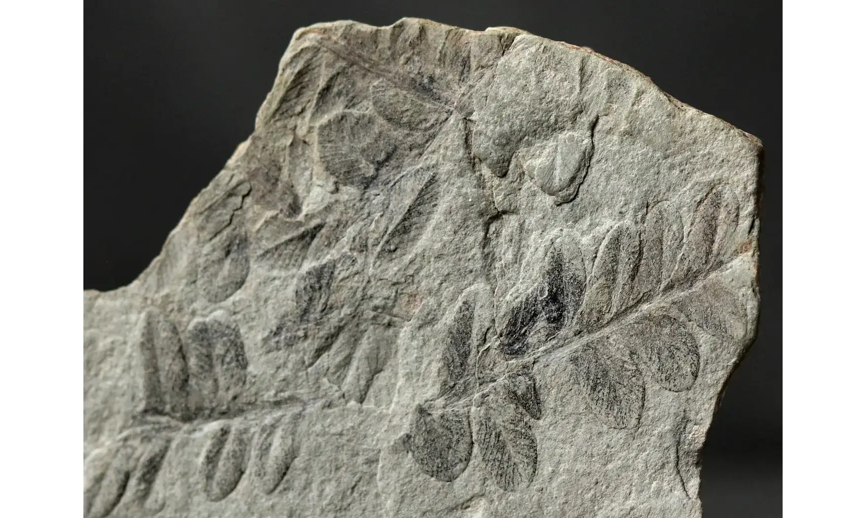Sphenozamites rochei