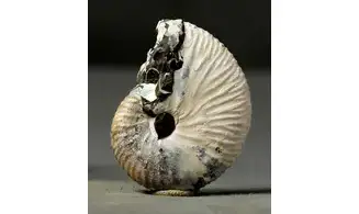 Jeletzkytes aff. Crassus
