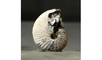 Jeletzkytes aff. Crassus