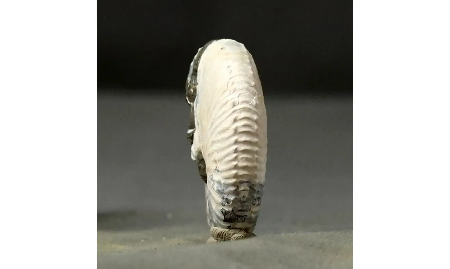 Jeletzkytes aff. Crassus