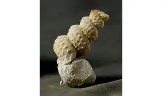 Mariella cenomanensis