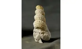 Mariella cenomanensis