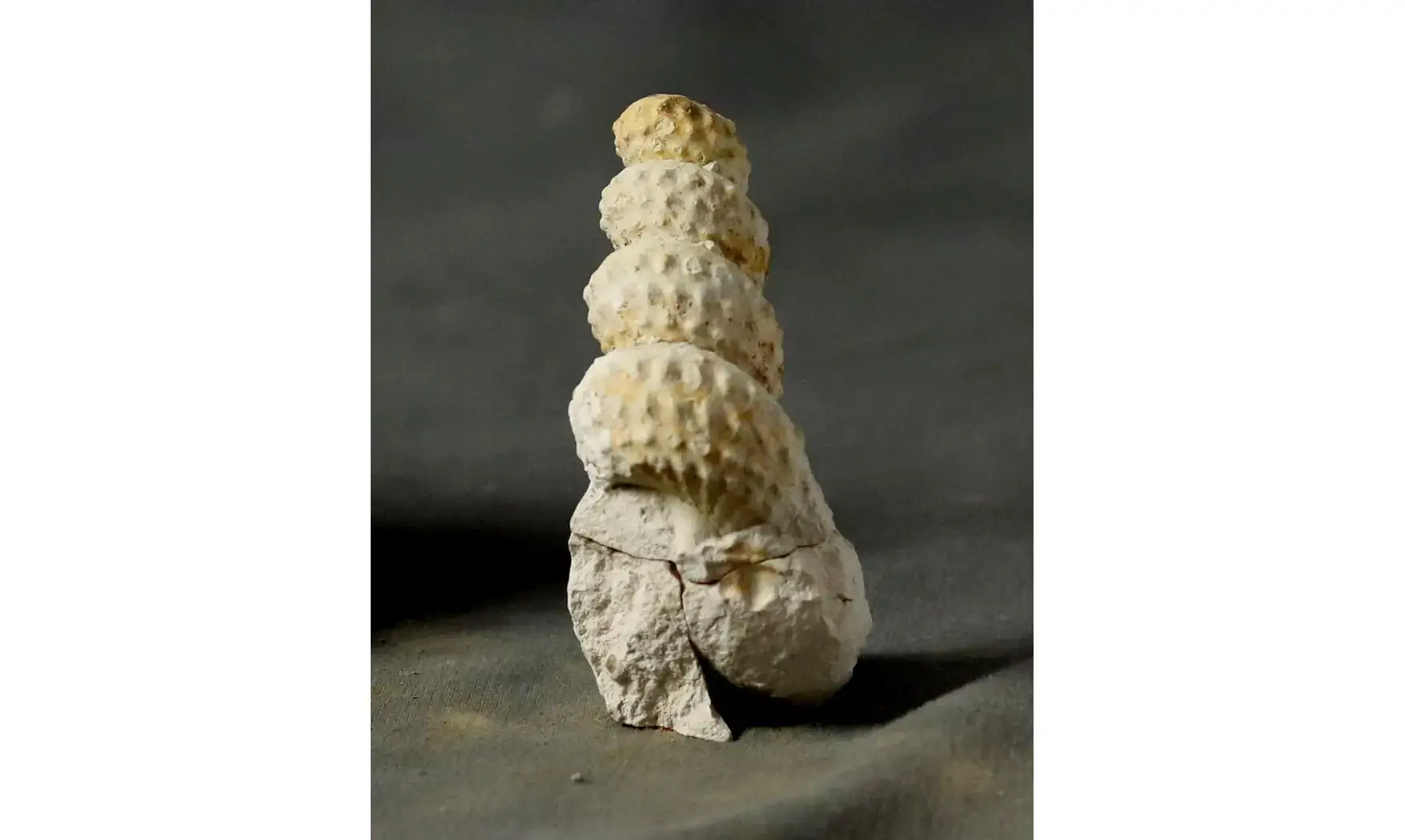 Mariella cenomanensis