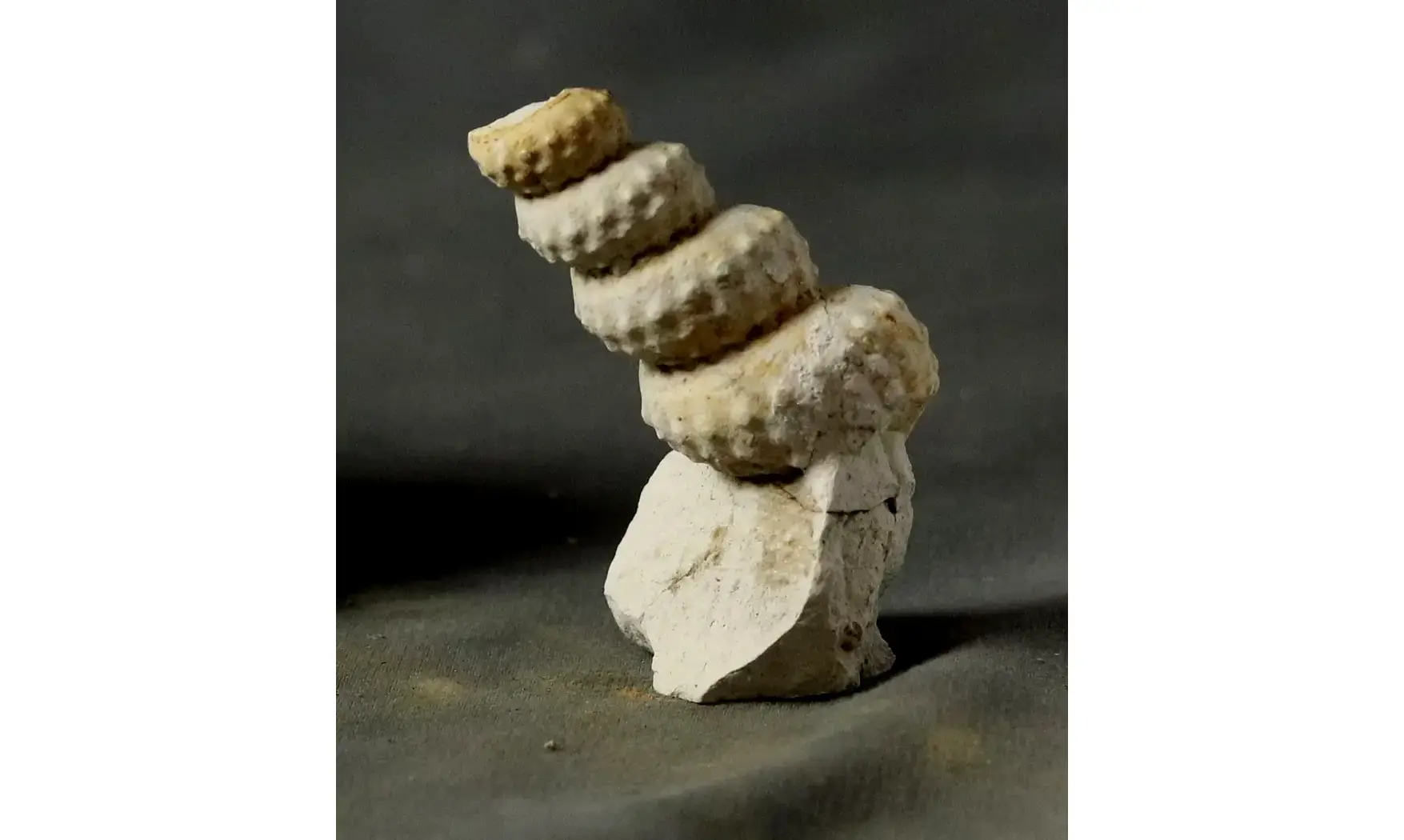Mariella cenomanensis