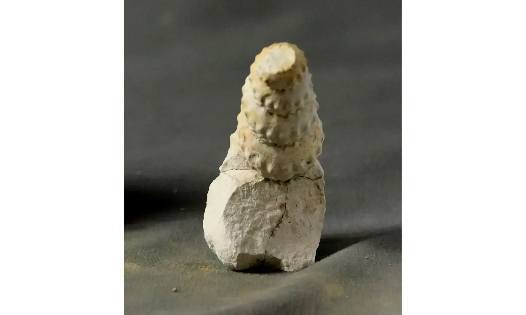 Mariella cenomanensis