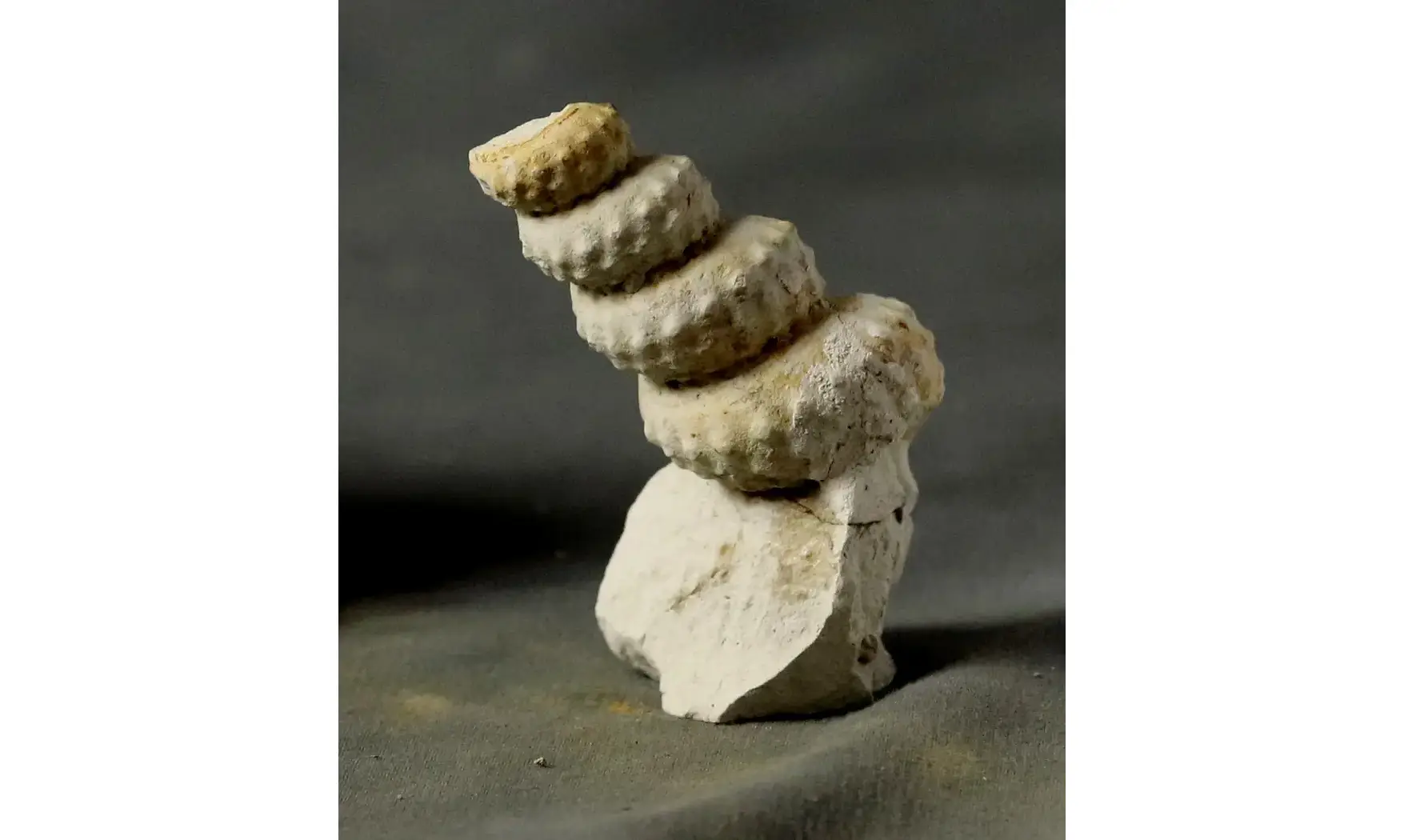Mariella cenomanensis