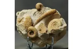 Spiroceras orbignyi et faune d'accompagn