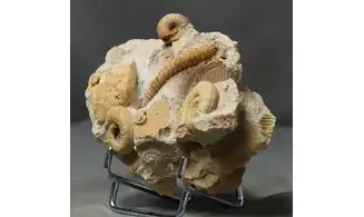 Spiroceras orbignyi et faune d'accompagn
