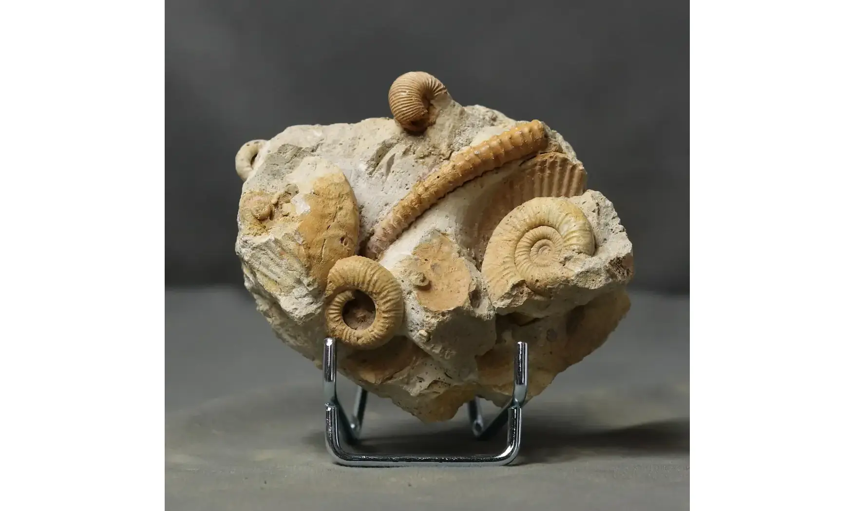Spiroceras orbignyi et faune d'accompagn