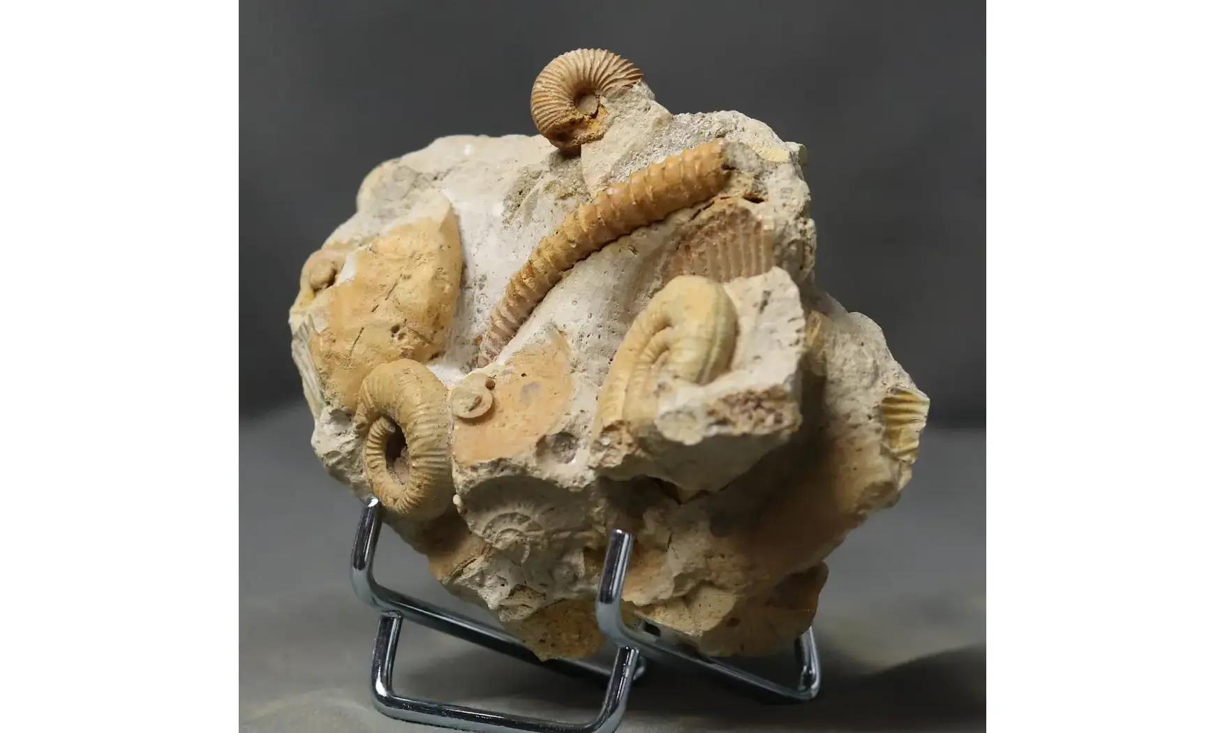 Spiroceras orbignyi et faune d'accompagn
