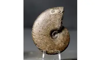 Tragophylloceras undulatum