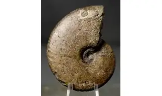 Tragophylloceras undulatum