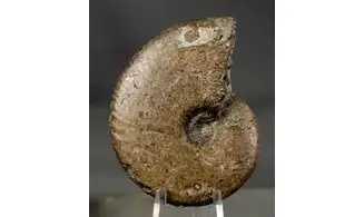 Tragophylloceras undulatum